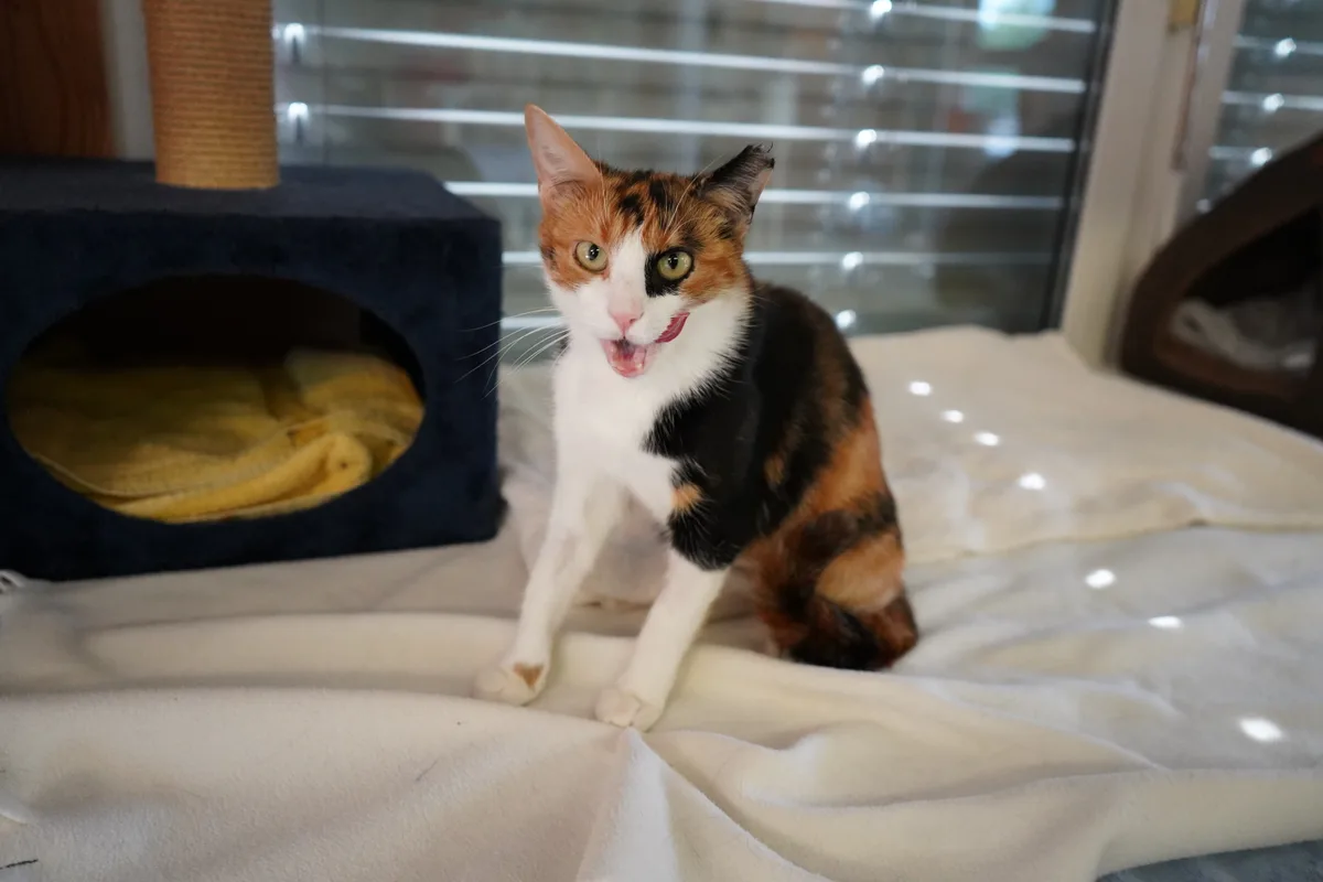 Bilder von den Katzen, die sich im Tierheim Strubeli in Hegnau (Volketswil) aufhalten.